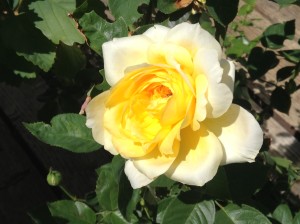 yellow-rose