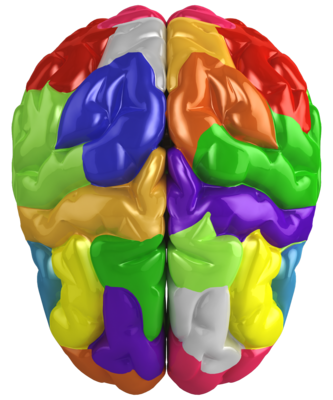 colorful brain