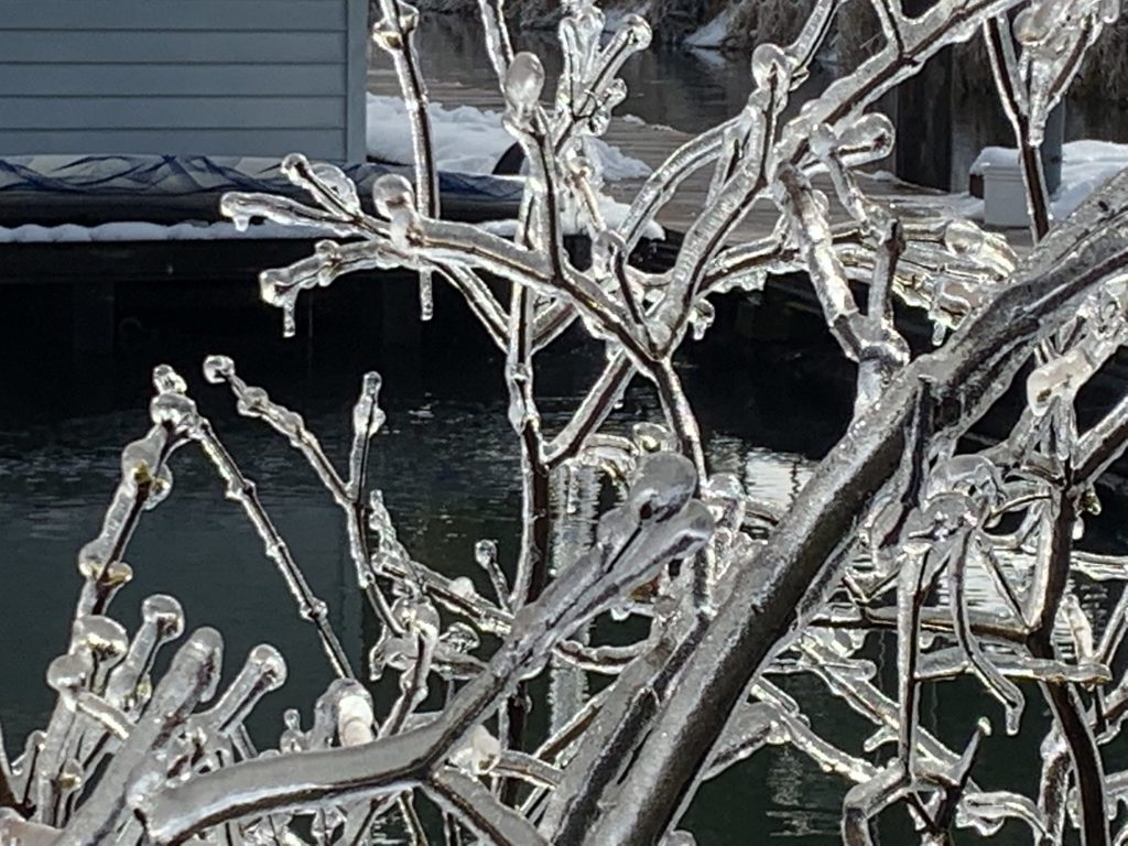 ice on tree limbs