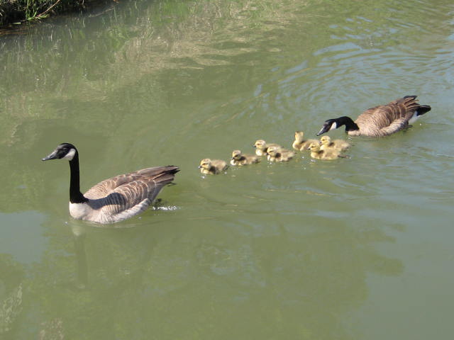 goslings