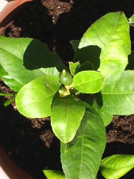 meyer lemon