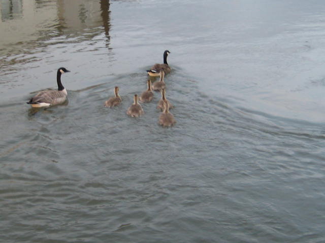 goslings swimming with parents