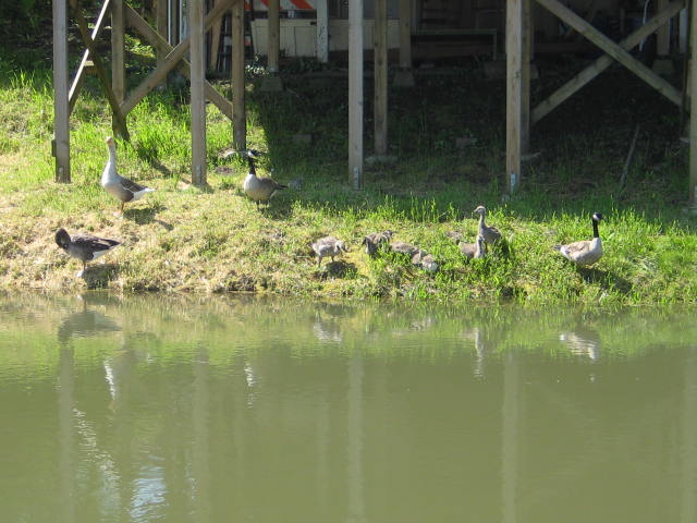 goslings being watched over